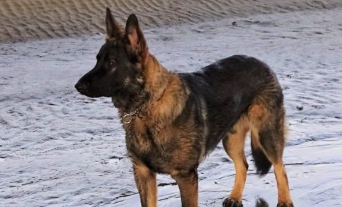 The Canine Class Room