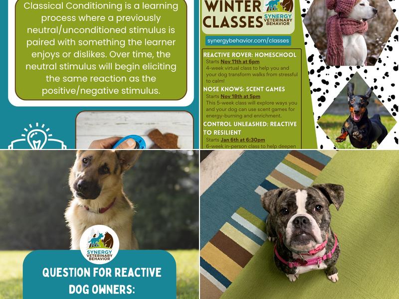 Synergy Veterinary Behavior