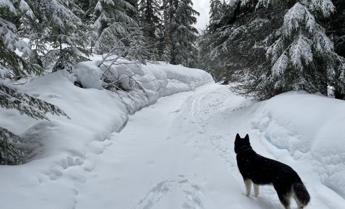 Noble Woof Dog Training PDX
