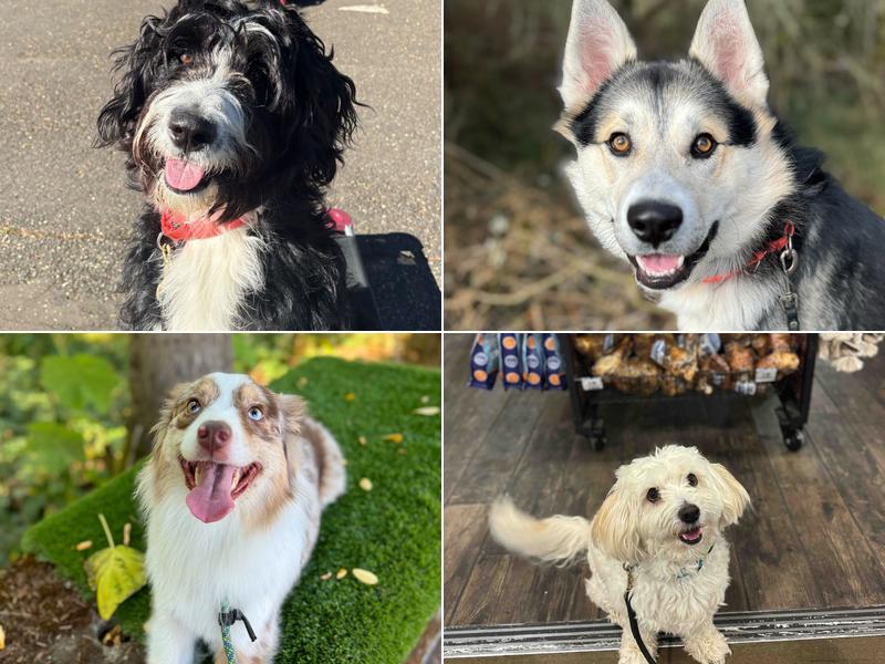 Sit Means Sit Dog Training - Portland