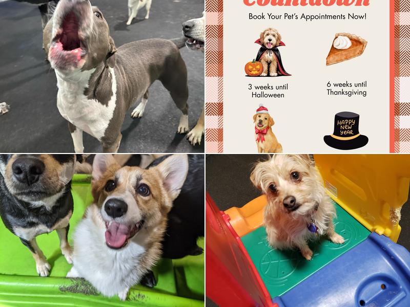 North Portland Club K-9