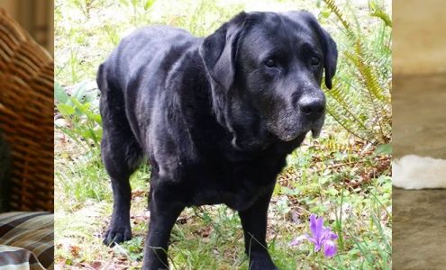 Rock Nest Training & Pet Care LLC