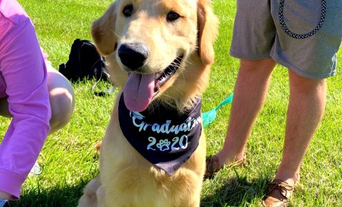 In Command Dog Training