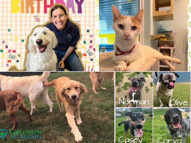 Greenlin Pet Resorts