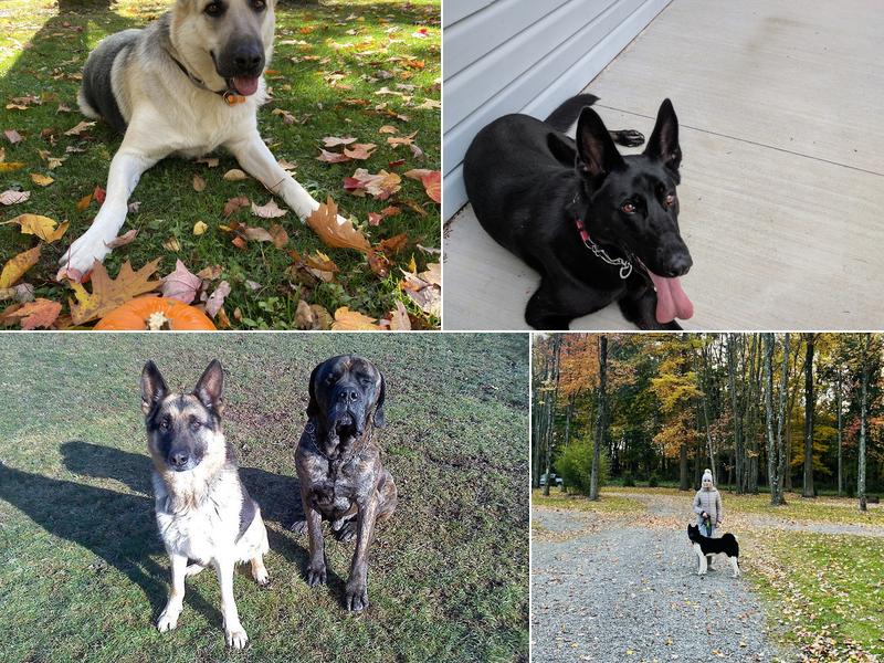 Greg Smith Canine Consulting