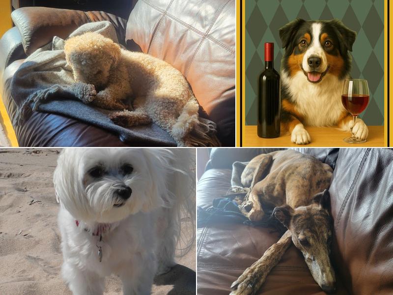 Muddy Paws Pet Sitting