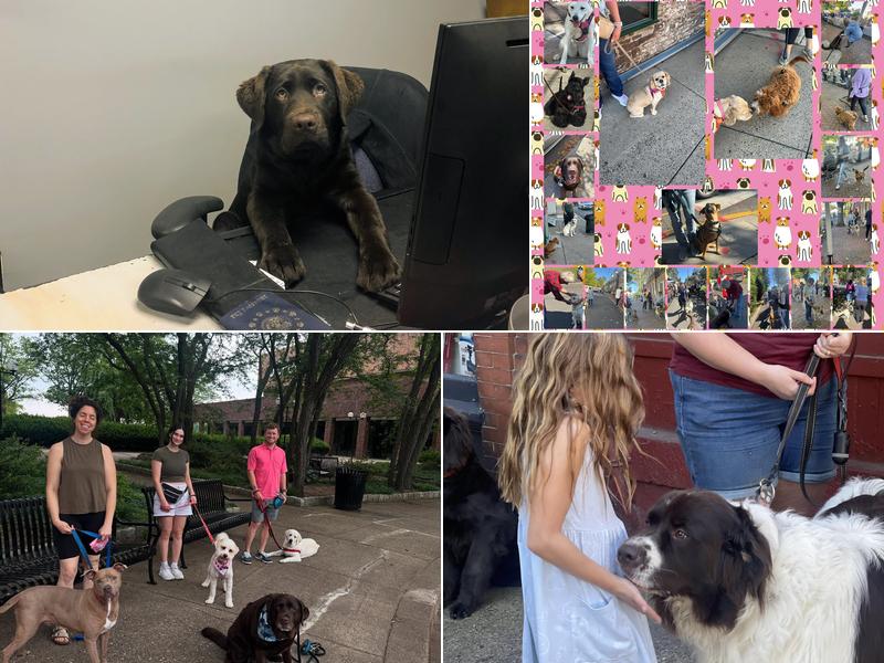 Tail Waggers Academy