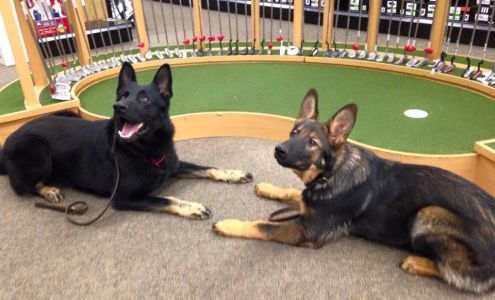 Camelot K9 Academy 10205 Miller Rd Suite A, Soddy-Daisy Tennessee 37379