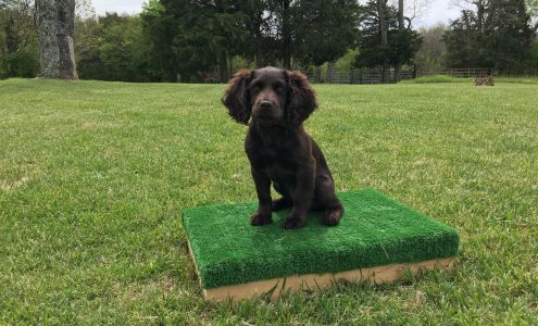 Shearon Kennels 899 Poplar Ridge Rd, Chapmansboro Tennessee 37035