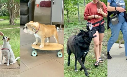 New Vistas Canine Mobile Dog Training - Georgetown TX