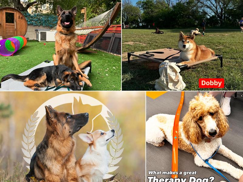 Dog Training Elite Austin