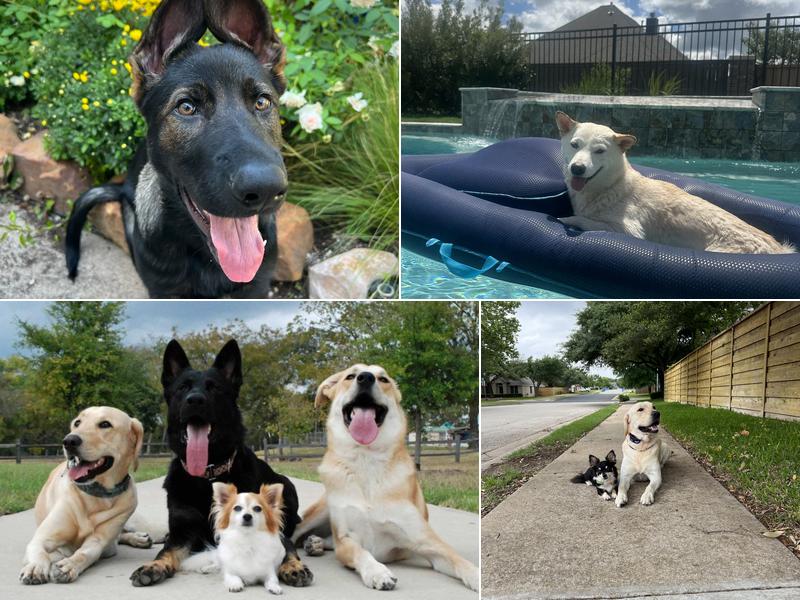 Lucky Star Dog Training