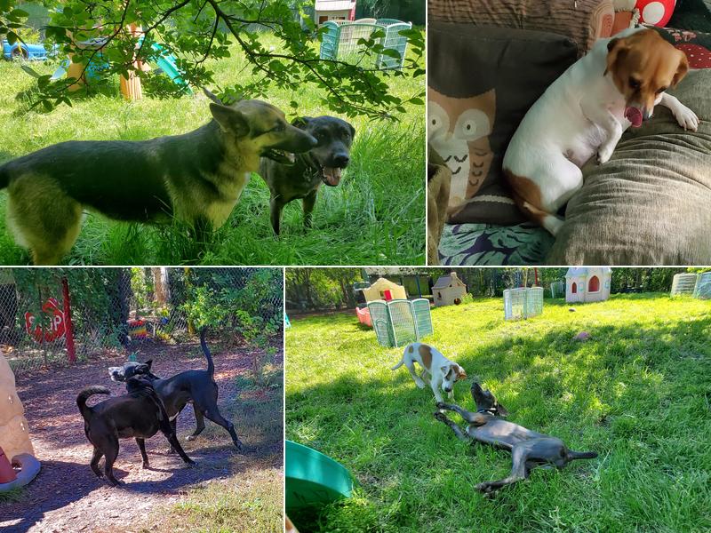 Moonlight Shadow Ranch Pet Resort