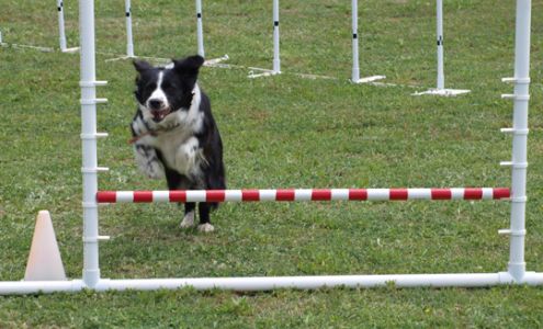 Bloomoon Pet Resort & Training 1382 Co Rd 1560, Chico Texas 76431