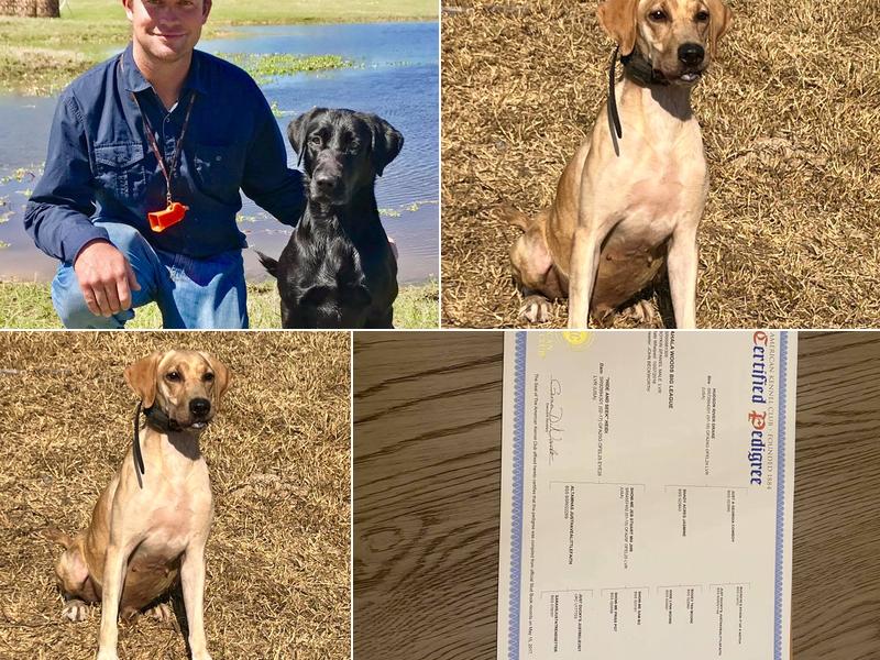 Top Notch Retrievers