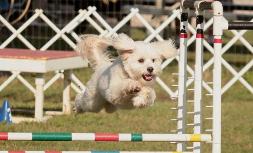 Dallas Agility Working Group