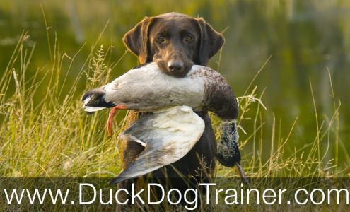 Duck Dog Trainer