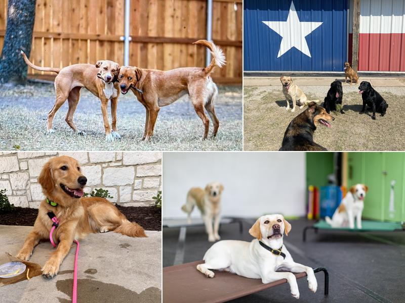 Quinntastic Dog Training