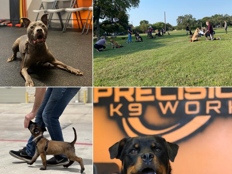 Precision K9 Work