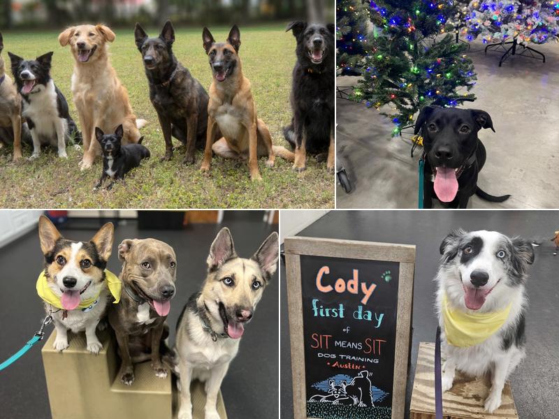 Sit Means Sit South Austin