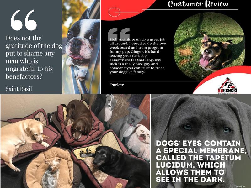 K9 Sensei Dog Training & Boarding