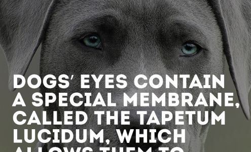 K9 Sensei Dog Training & Boarding