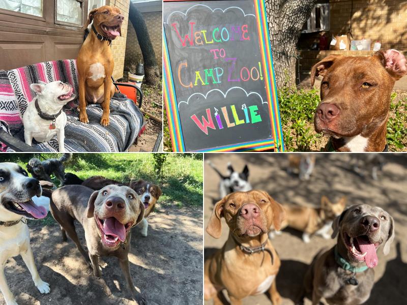 Camp Zoo and Pet Ranch