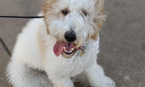 The Stellar Dog, LLC