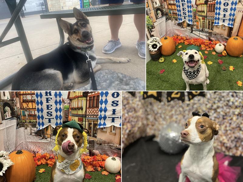 Dogtopia of South Austin