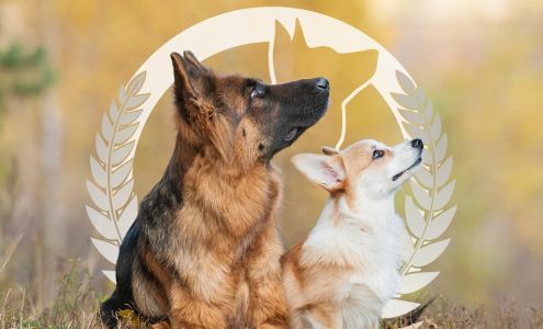 Dog Training Elite Frisco