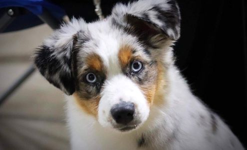 Keldrew Ranch Miniature & Toy Australian Shepherds Riesel
