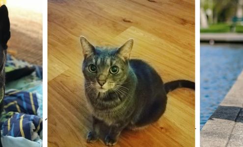 Julia's Pet Services