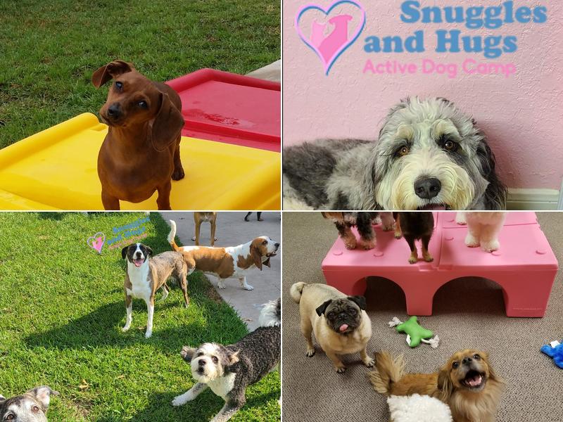 Snuggles and Hugs Active Dog Camp