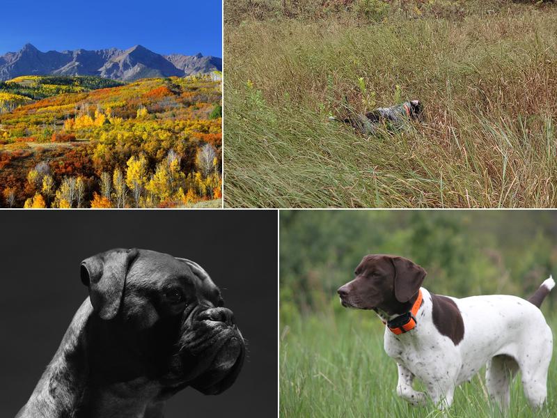 Hedgerow Kennel & Hunt Club