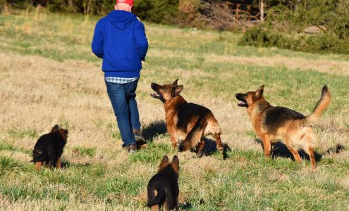 Blue Ridge Lane Farm & German Shepherds Boston