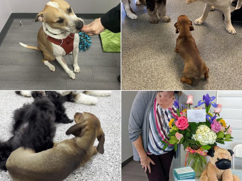 Animal Behavior Wellness Center