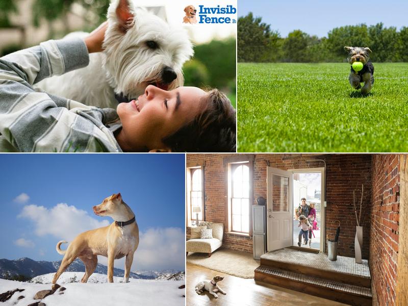 Invisible Fence Brand of Richmond