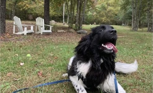 Country Club Kennels & Training 9394 Pine Glade Ln, Locust Grove Virginia 22508