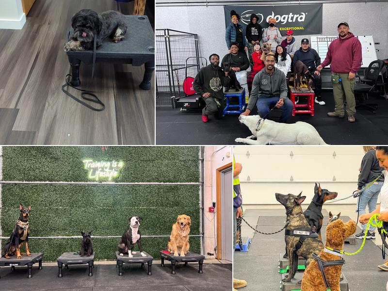 The Northwest Dog Trainer