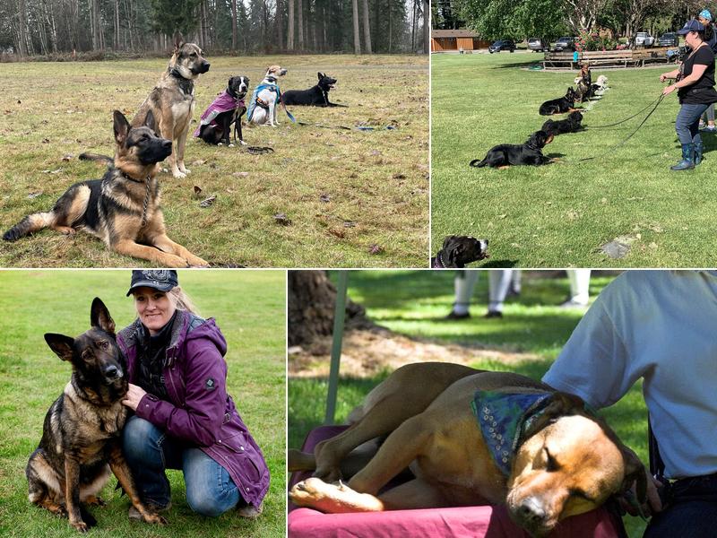 Emerald Meadows Canine Training