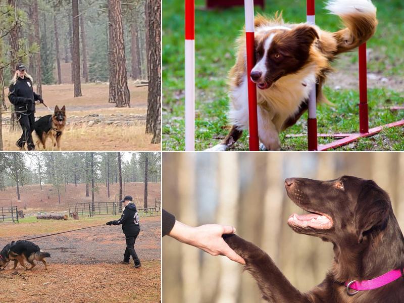 Spokane K9 Training