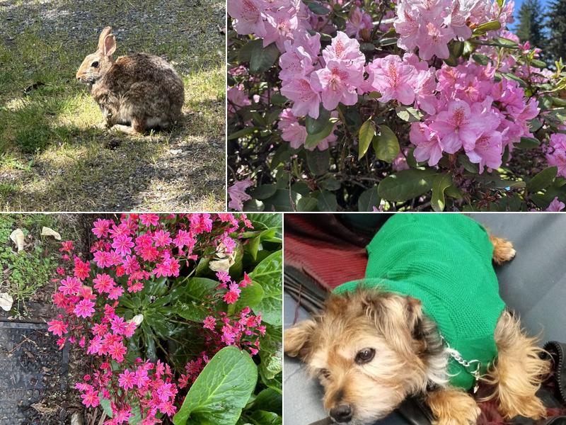 Ann Marie's Pet Au Pair