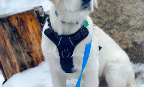 Off Leash K9 Training of Spokane, LLC