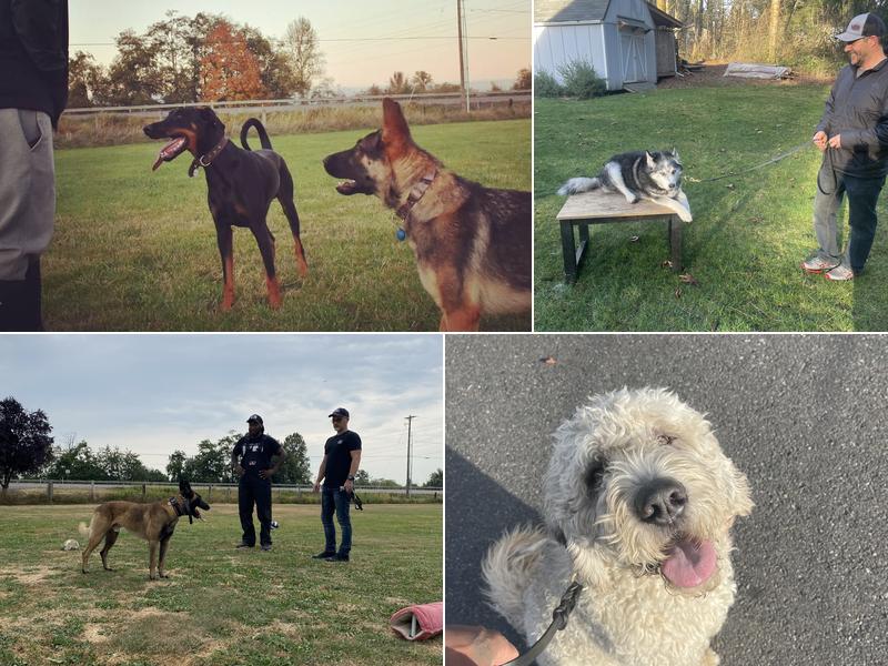 TIMELESS K9 BOARDING AND TRAINING