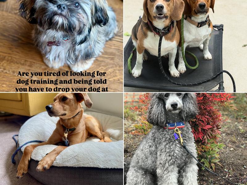 ONE GOOD DOG! Professional Dog Training