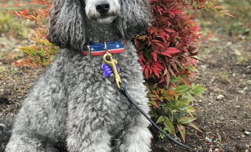 ONE GOOD DOG! Professional Dog Training