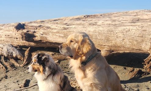 Lake Stevens K9 Academy
