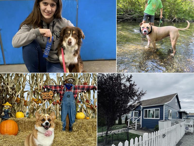 Leader of the Pack Dog Training LLC