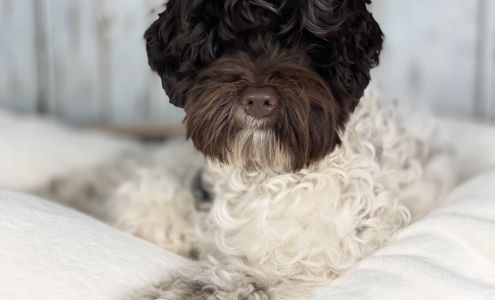 Fancy Pants Labradoodles LLC Brush Prairie