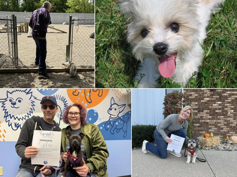 Taproot Dog Training, LLC